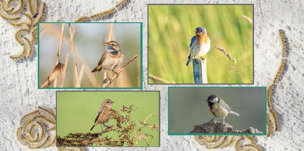 Biocontrol procesionaria aves insectívoras