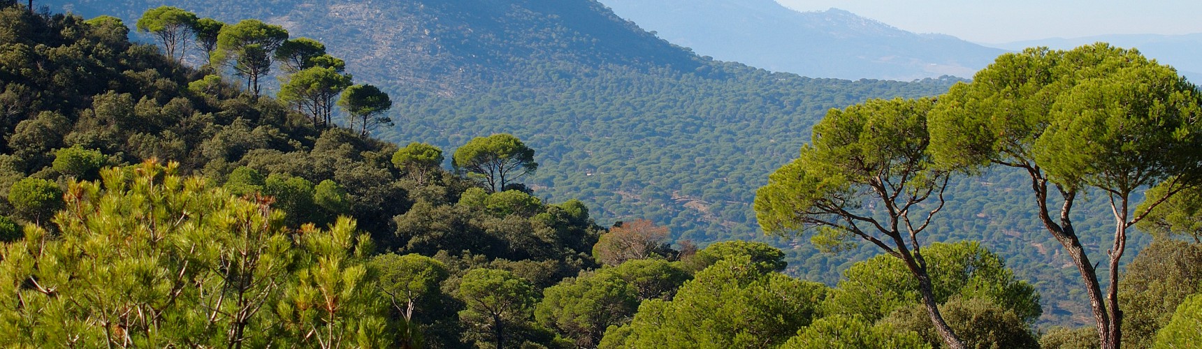 Pinos mediterraneos