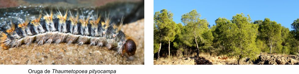 oruga de procesionaria